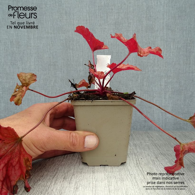 Exemplaar van Heuchera Paprika - Purperklokje Kweekpotje van 8/9 cm zoals geleverd in de herfst