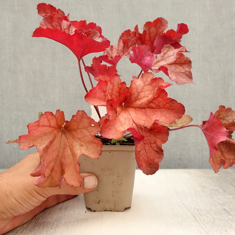 Exemplaar van Heuchera Paprika - Purperklokje Kweekpotje van 8/9 cm zoals geleverd in de zomer