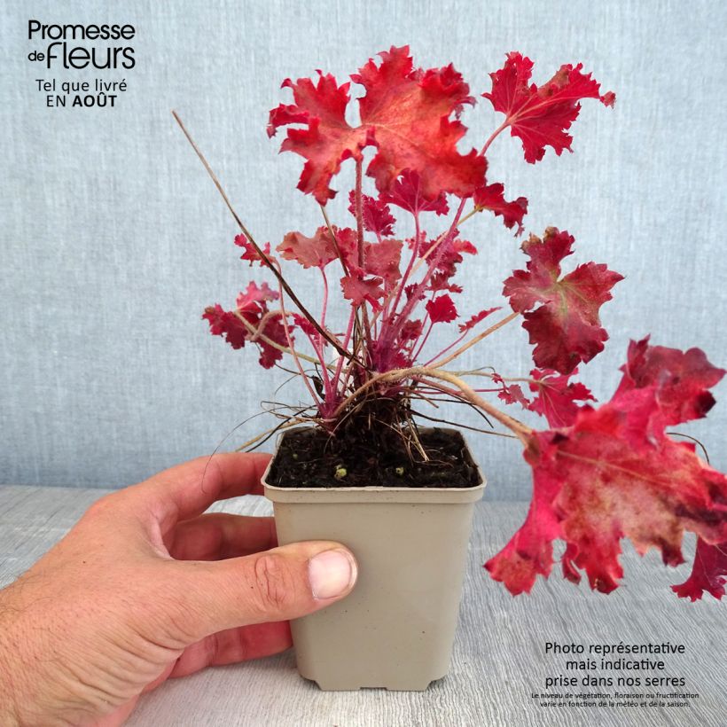 Exemplaar van Heuchera Peach Crisp - Purperklokje Kweekpotje van 8/9 cm zoals geleverd in de zomer