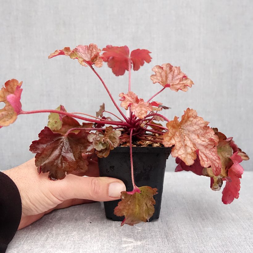 Exemplaar van Heuchera Peach flambé - Purperklokje Kweekpotje van 8/9 cm zoals geleverd in de herfst