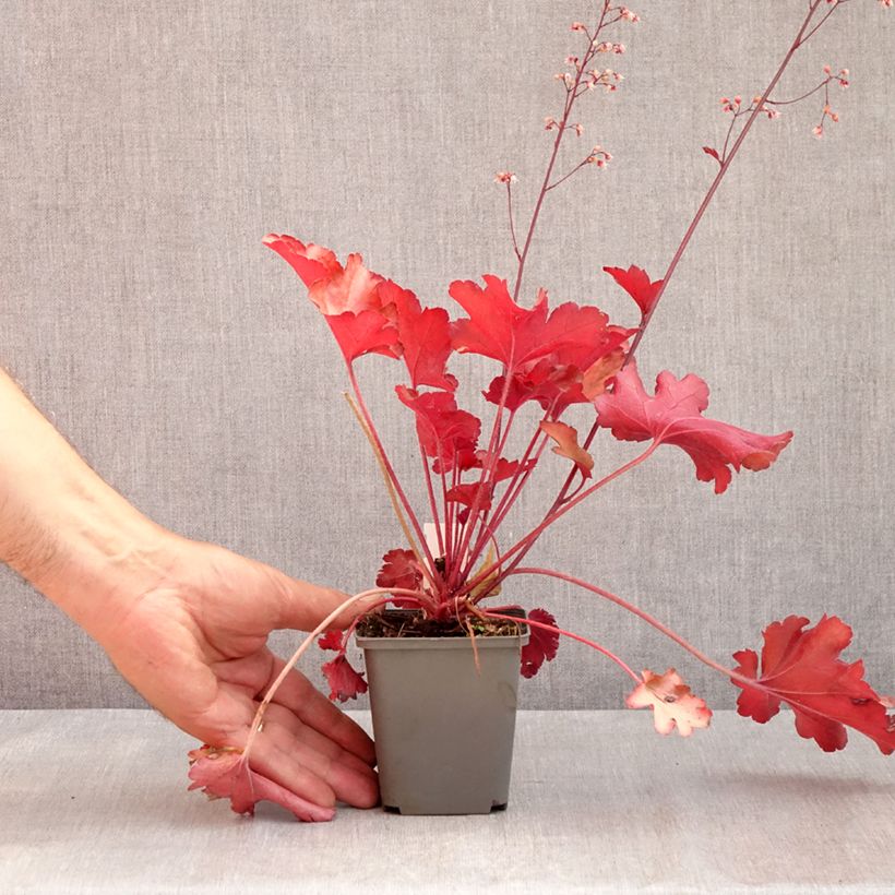 Exemplaar van Heuchera Peach flambé - Purperklokje Kweekpotje van 8/9 cm zoals geleverd in de zomer