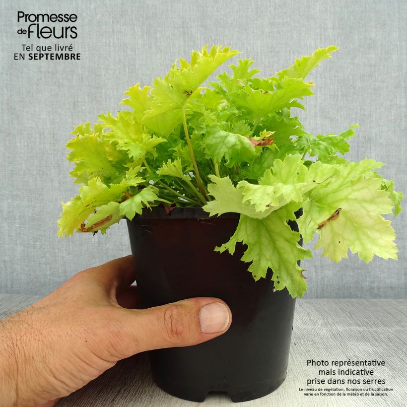 Exemplaar van Heuchera Peach flambé - Purperklokje Pot van 1,5 l/2 l zoals geleverd in de zomer