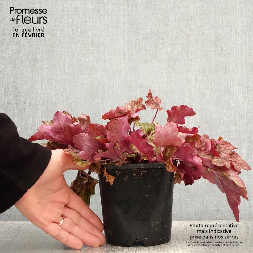 Exemplaar van Heuchère - Heuchera Peach flambé Pot de 1,5L/2L zoals geleverd in de winter