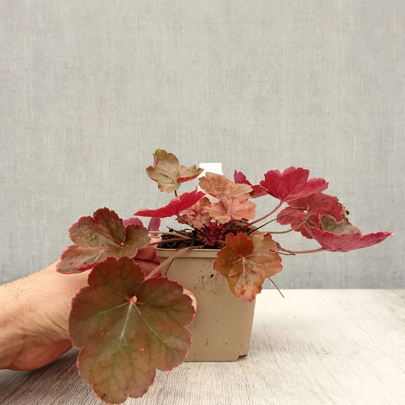 Exemplaar van Heuchera Pink Pearls - Purperklokje Kweekpotje van 8/9 cm zoals geleverd in de herfst