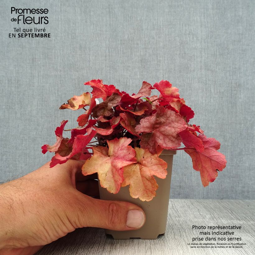 Exemplaar van Heuchera Pinot Gris - Purperklokje Kweekpotje van 8/9 cm zoals geleverd in de zomer