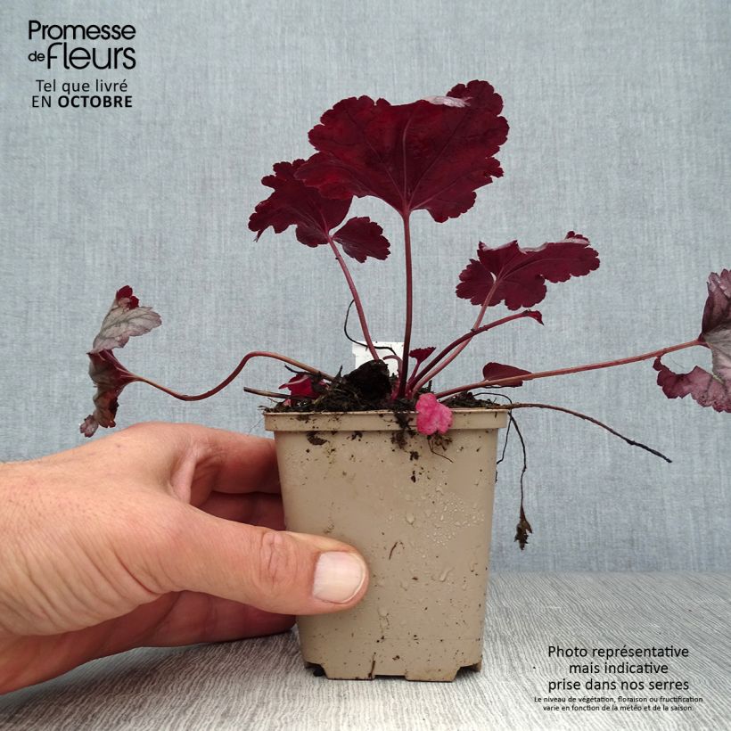Exemplaar van Heuchera Plum Royale - Purperklokje Kweekpotje van 8/9 cm zoals geleverd in de herfst