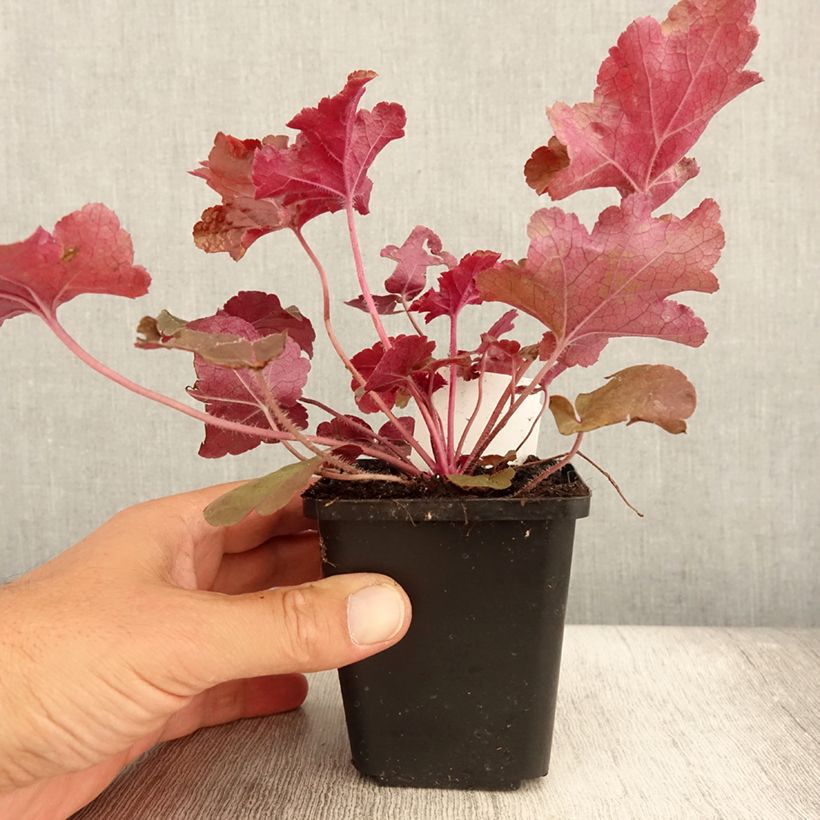 Exemplaar van Heuchera Red Sea - Purperklokje Kweekpotje van 8/9 cm zoals geleverd in de zomer