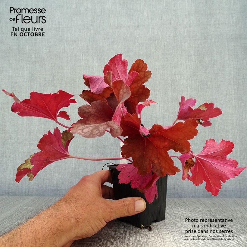 Exemplaar van Heuchera Rio - Purperklokje Kweekpotje van 7/8 cm zoals geleverd in de herfst