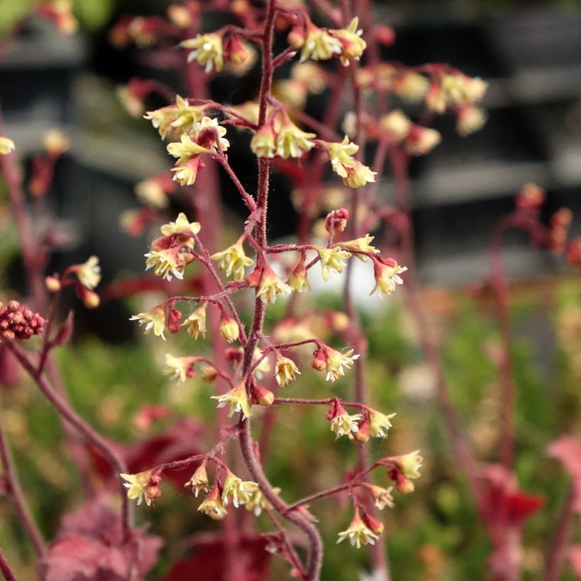 Heuchera Root Beer - Purperklokje (Bloei)