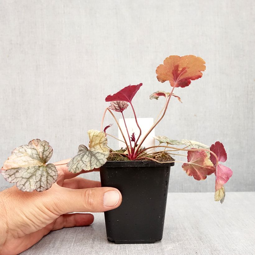 Exemplaar van Heuchera Silver Scrolls - Purperklokje Kweekpotje van 8/9 cm zoals geleverd in de herfst