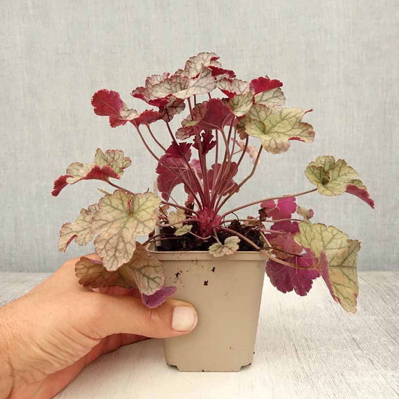 Exemplaar van Heuchera Silver Scrolls - Purperklokje Kweekpotje van 8/9 cm zoals geleverd in de zomer