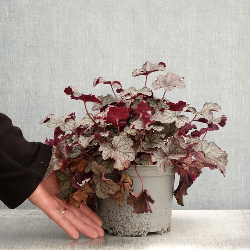 Exemplaar van Heuchère - Heuchera Silver Scrolls Pot de 2L/3L zoals geleverd in de herfst
