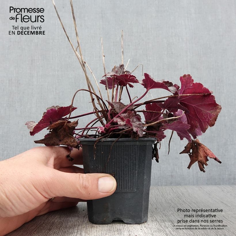 Exemplaar van Heuchère - Heuchera Spellbound Godet de 8/9 cm zoals geleverd in de herfst