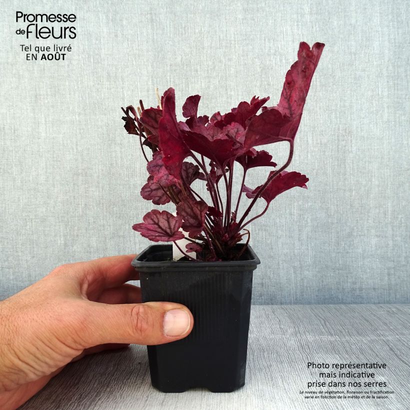 Exemplaar van Heuchera Spellbound - Purperklokje Kweekpotje van 8/9 cm zoals geleverd in de zomer