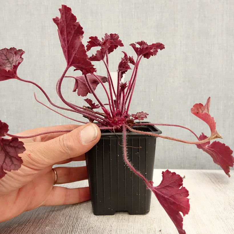 Exemplaar van Heuchera Spellbound - Purperklokje Kweekpotje van 8/9 cm zoals geleverd in de lente