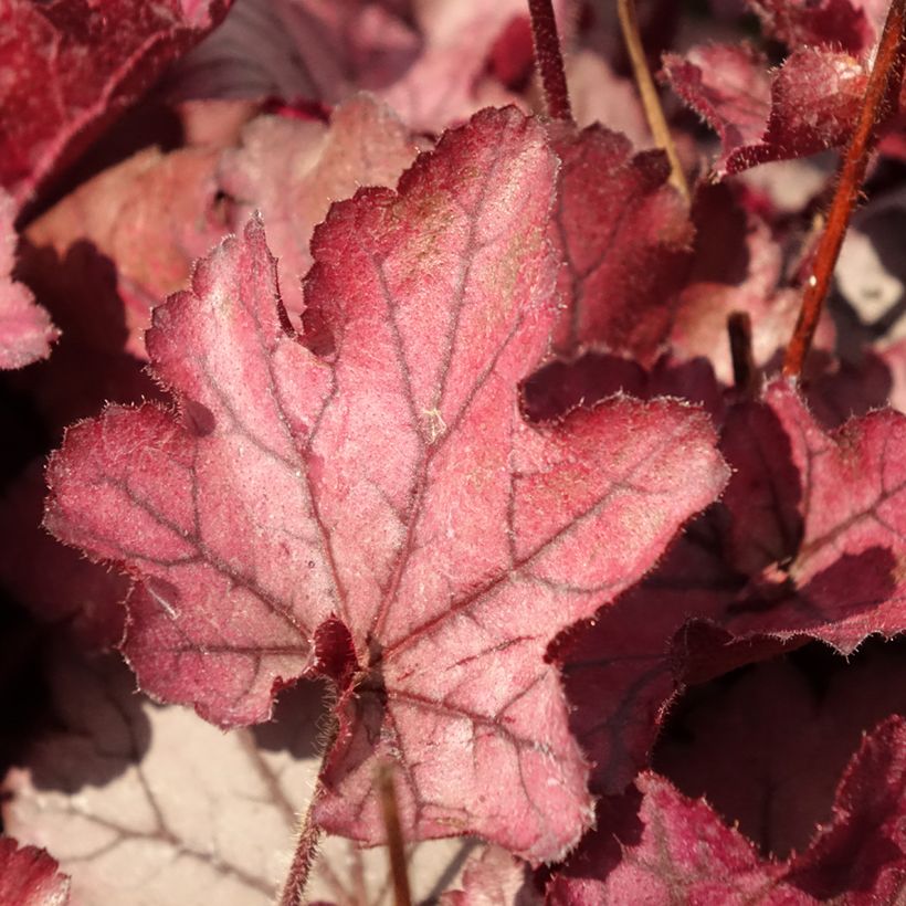 Heuchera Spellbound - Purperklokje (Blad)