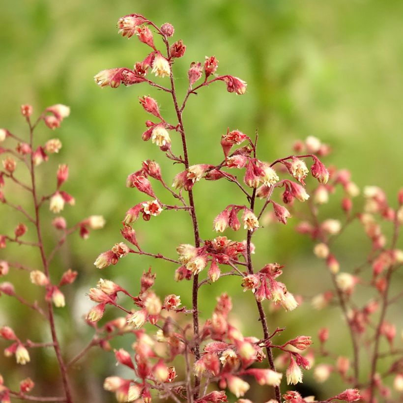Heuchera Spellbound - Purperklokje (Bloei)