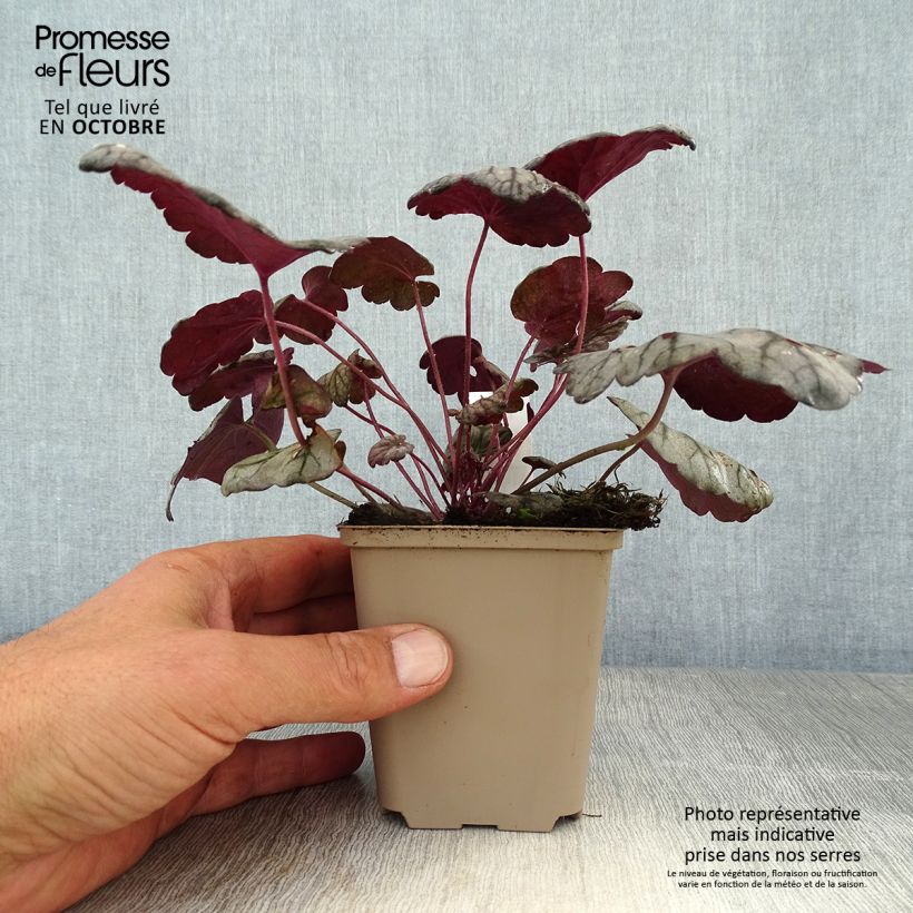 Exemplaar van Heuchera Sugar Plum - Purperklokje Kweekpotje van 8/9 cm zoals geleverd in de herfst