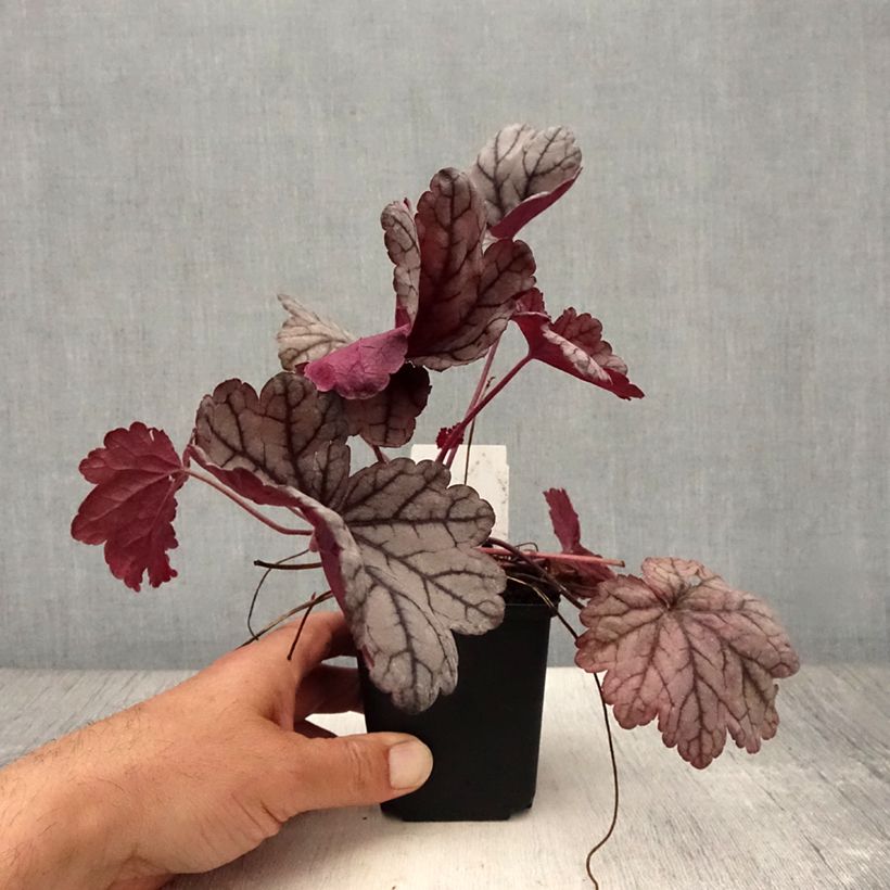 Exemplaar van Heuchera Sugar Plum - Purperklokje Kweekpotje van 8/9 cm zoals geleverd in de zomer