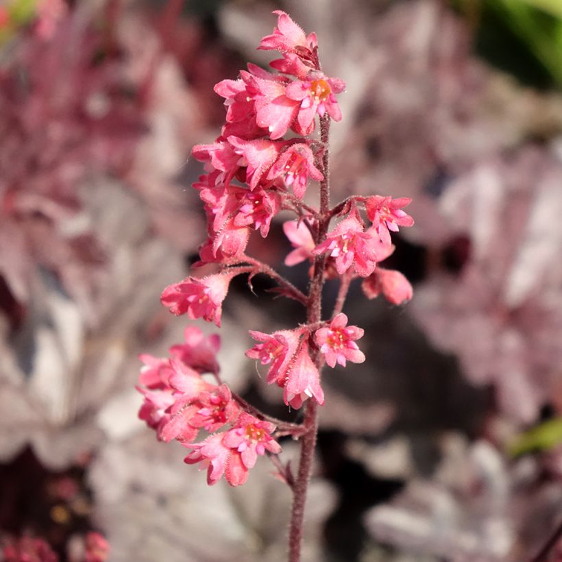 Heuchera Timeless Treasure - Purperklokje (Bloei)