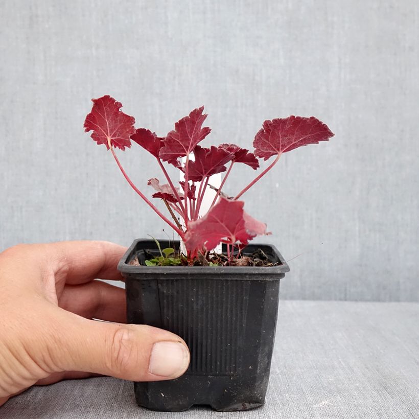 Exemplaar van Heuchera Timeless Treasure - Purperklokje Kweekpotje van 8/9 cm zoals geleverd in de zomer