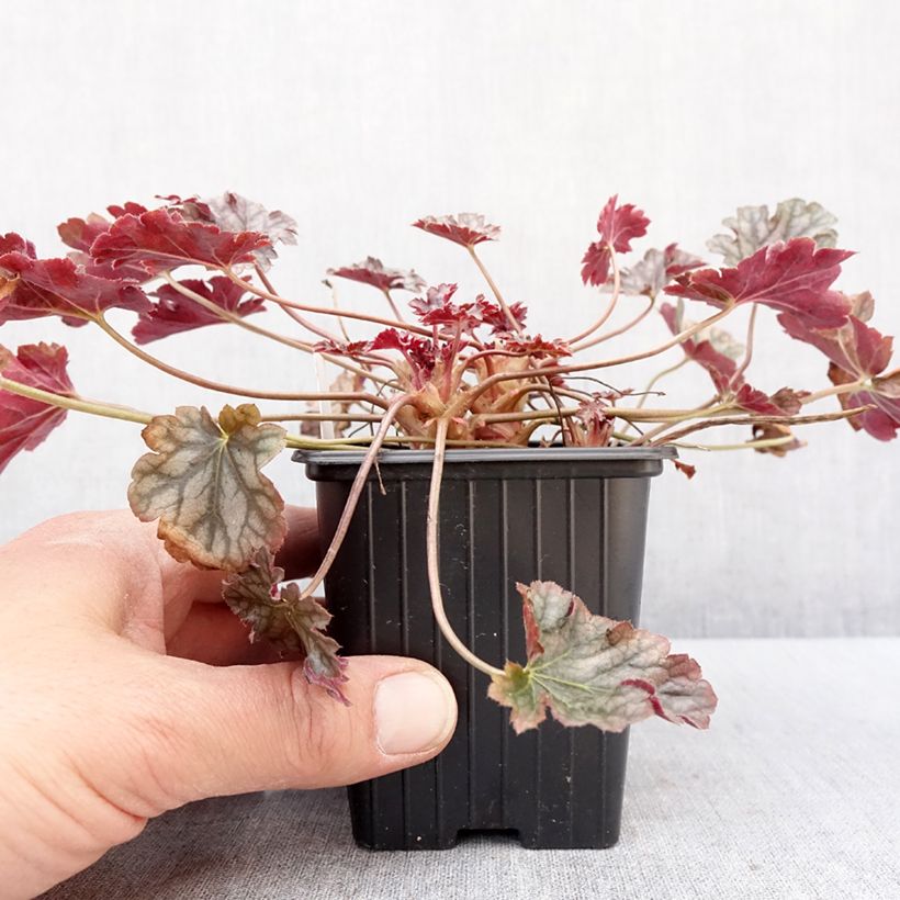 Exemplaar van Heuchère - Heuchera Timeless Treasure Godet de 8/9 cm zoals geleverd in de winter