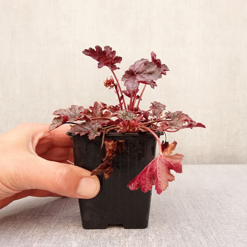 Exemplaar van Heuchera Timeless Treasure - Purperklokje Kweekpotje van 8/9 cm zoals geleverd in de lente