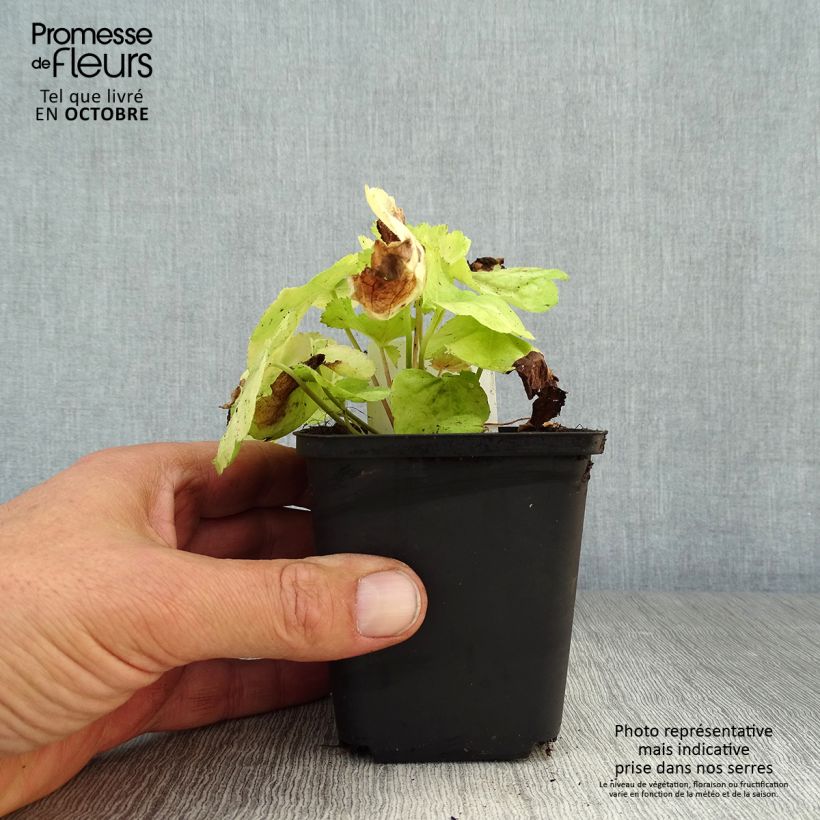 Exemplaar van Heuchera Tiramisu - Purperklokje Kweekpotje van 8/9 cm zoals geleverd in de herfst