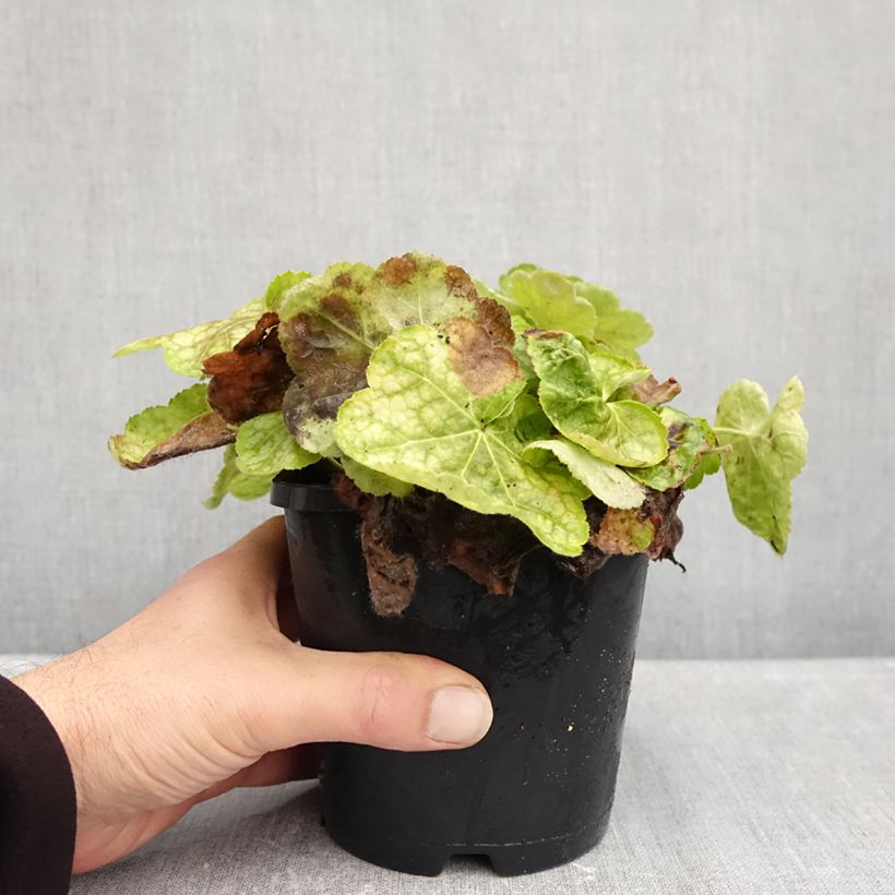 Exemplaar van Heuchera Tiramisu - Purperklokje Pot van 1,5 l/2 l zoals geleverd in de herfst