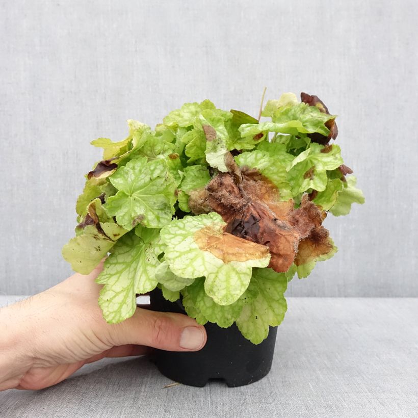 Exemplaar van Heuchère - Heuchera Tiramisu Pot de 1,5L/2L zoals geleverd in de winter
