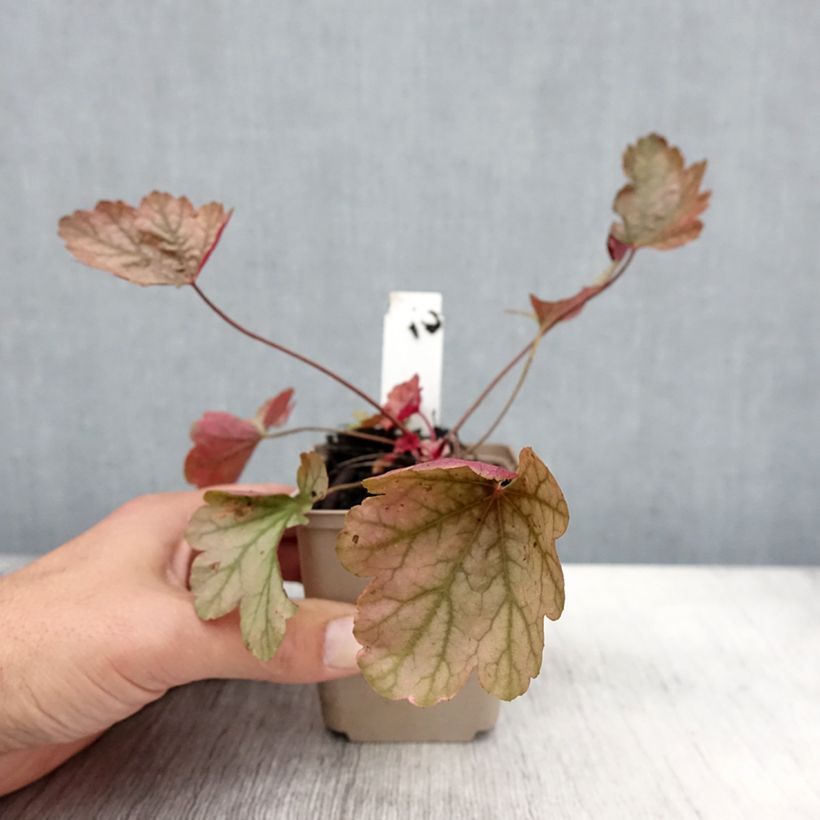Exemplaar van Heuchera Vienna - Purperklokje Kweekpotje van 8/9 cm zoals geleverd in de herfst