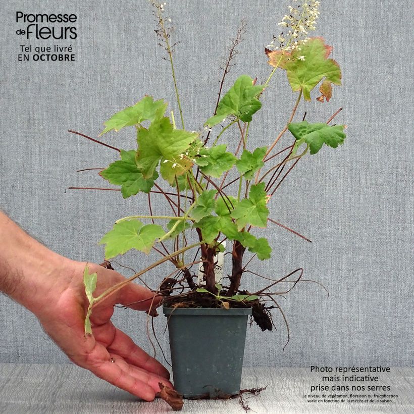 Exemplaar van Heuchera villosa Chantilly - Purperklokje Kweekpotje van 8/9 cm zoals geleverd in de herfst