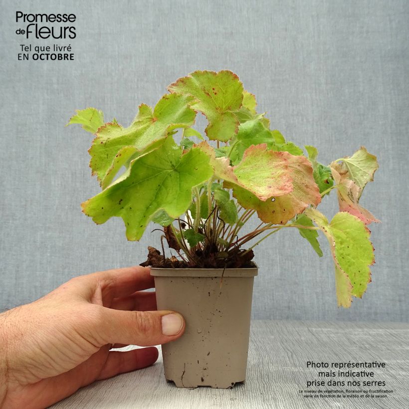 Exemplaar van Heuchera villosa var. macrorrhiza - Purperklokje Kweekpotje van 8/9 cm zoals geleverd in de herfst