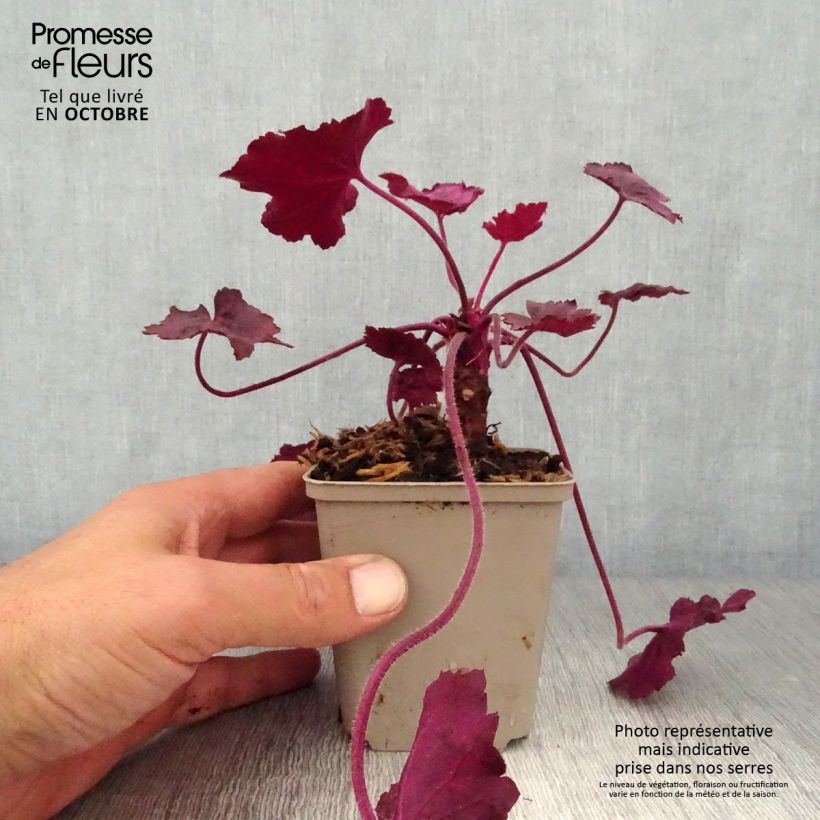 Exemplaar van Heuchera Wild Rose - Purperklokje Kweekpotje van 8/9 cm zoals geleverd in de herfst