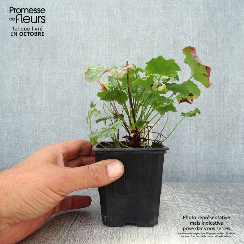 Exemplaar van Heuchera Paris - Purperklokje Kweekpotje van 8/9 cm zoals geleverd in de herfst
