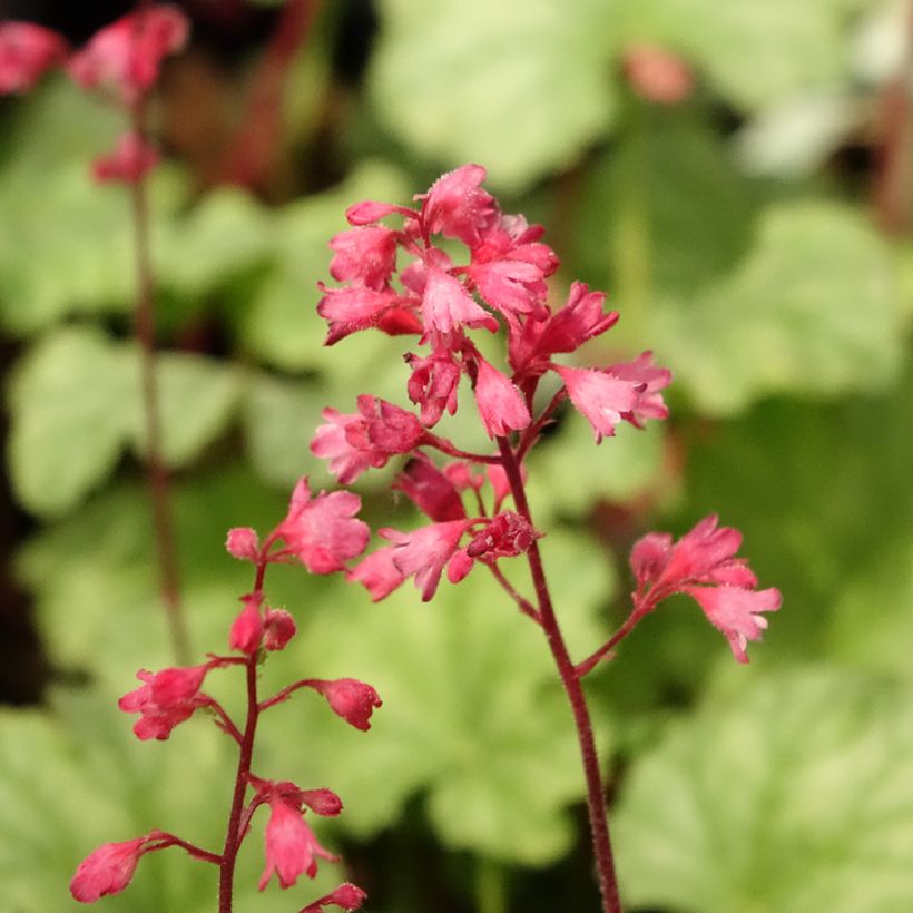 Heuchera Paris - Purperklokje (Bloei)