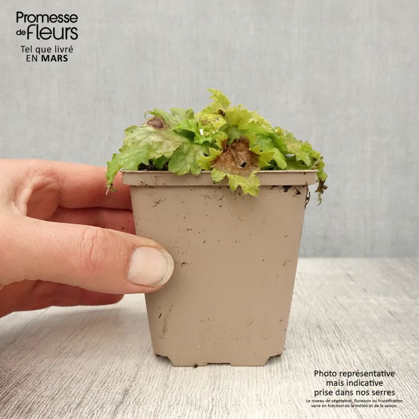 Exemplaar van Heuchera Pear Crisp - Purperklokje Kweekpotje van 8/9 cm zoals geleverd in de lente