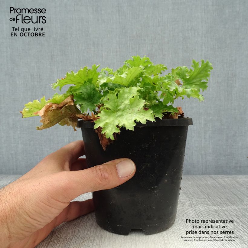 Exemplaar van Heuchère Pear Crisp Pot de 1,5L/2L zoals geleverd in de herfst