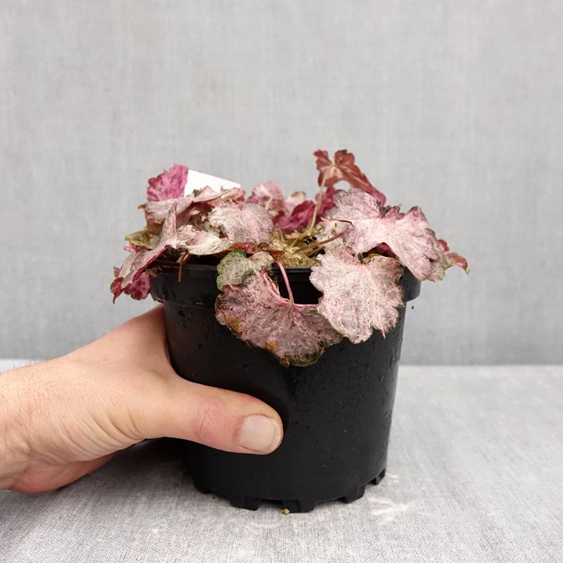 Exemplaar van Heuchera Pinky Panky - Purperklokje Pot van 1,5 l/2 l zoals geleverd in de herfst