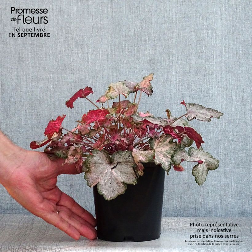 Exemplaar van Heuchera Pinky Panky - Purperklokje Pot van 1,5 l/2 l zoals geleverd in de zomer