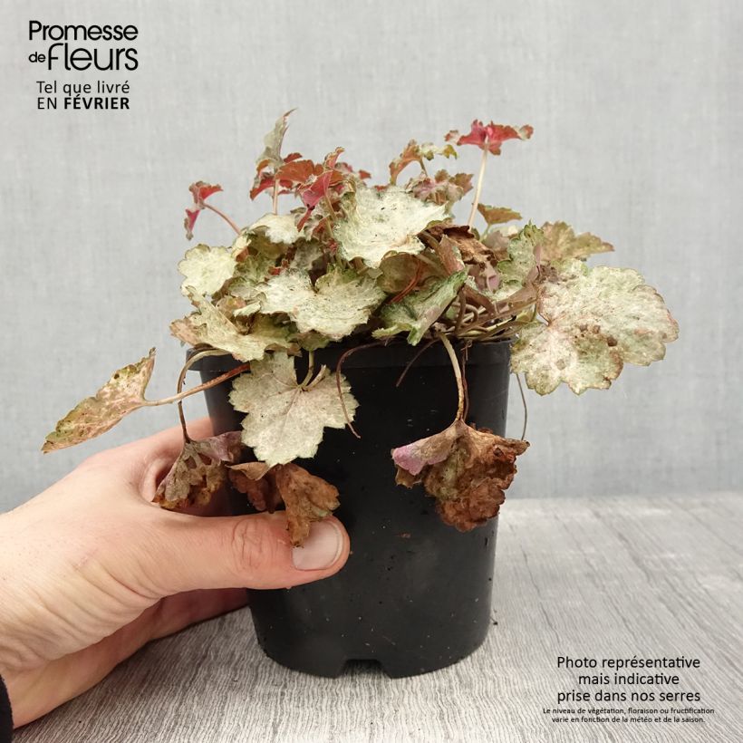Exemplaar van Heuchère - Heuchera Pinky Panky Pot de 1,5L/2L zoals geleverd in de winter