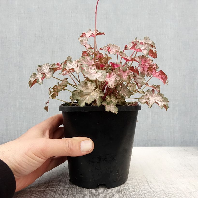 Exemplaar van Heuchera Pinky Panky - Purperklokje Pot van 1,5 l/2 l zoals geleverd in de lente