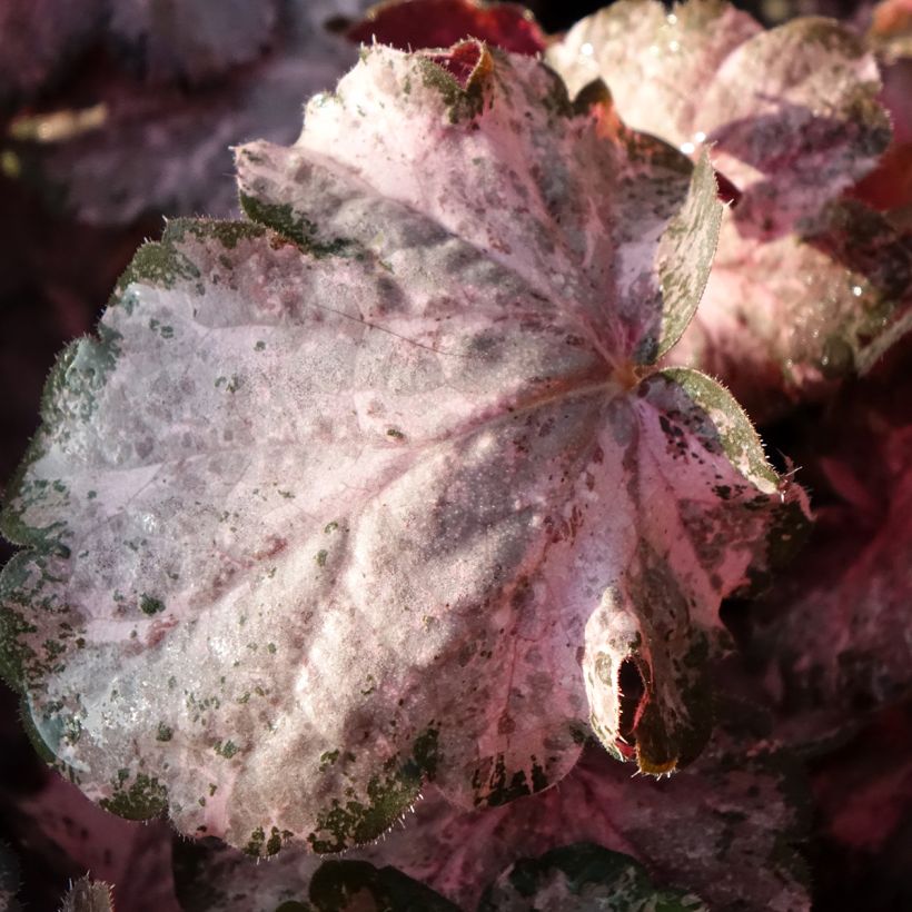 Heuchera Pinky Panky - Purperklokje (Blad)