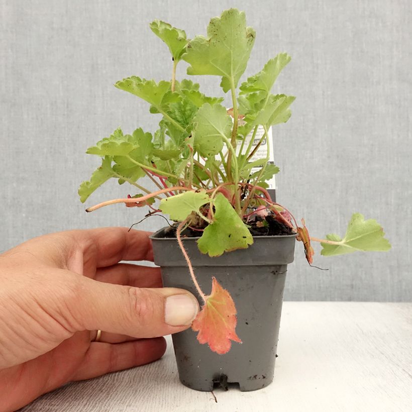 Exemplaar van Heuchera Pluie de Feu - Purperklokje Kweekpotje van 8/9 cm zoals geleverd in de zomer