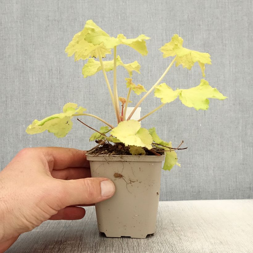 Exemplaar van Heuchera Pretty Pistachio - Purperklokje Kweekpotje van 8/9 cm zoals geleverd in de lente
