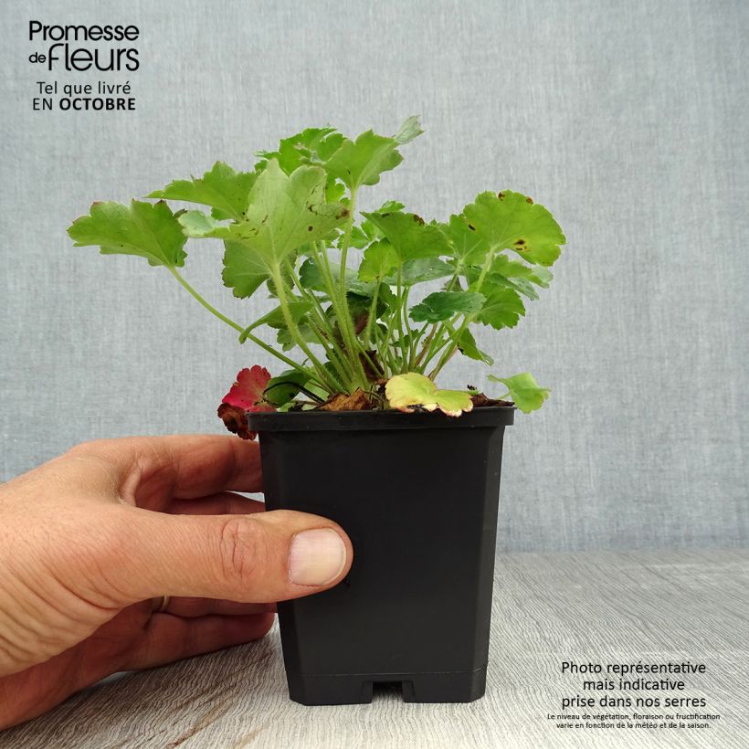 Exemplaar van Heuchera sanguinea Leuchtkäfer - Purperklokje Kweekpotje van 8/9 cm zoals geleverd in de herfst