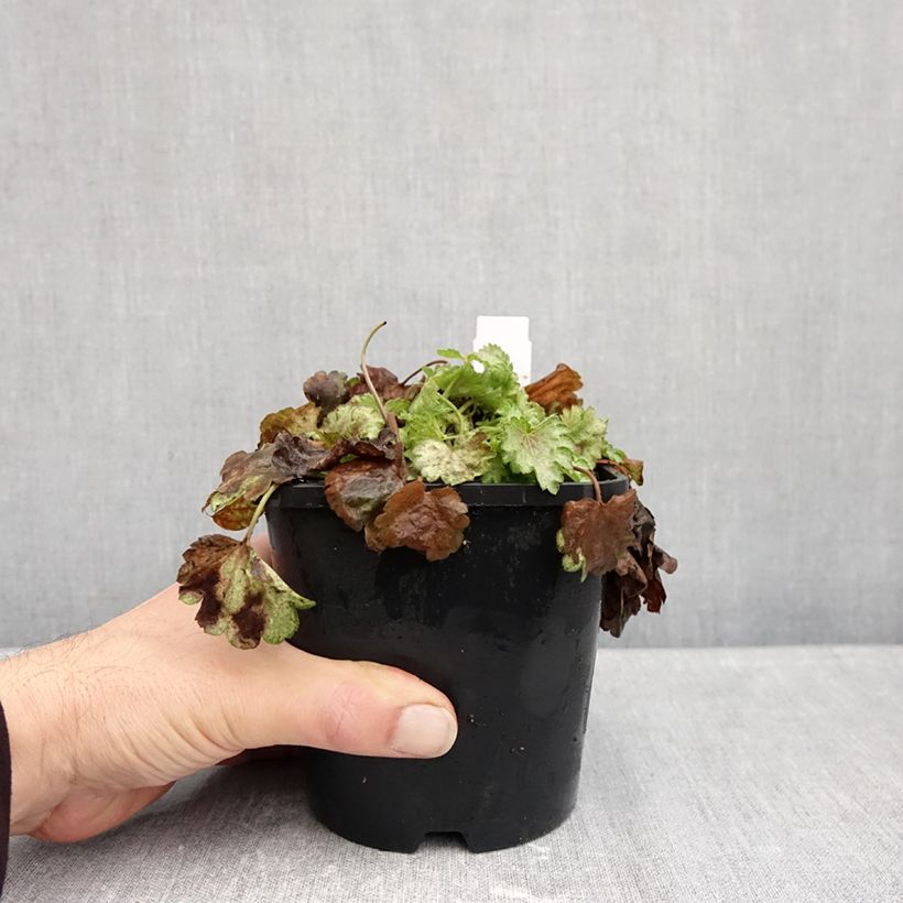 Exemplaar van Heuchera Snowy Panky - Purperklokje Pot van 1,5 l/2 l zoals geleverd in de herfst