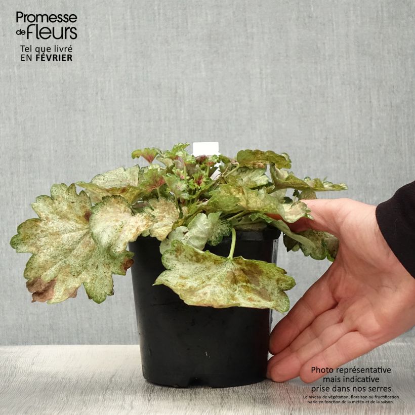 Exemplaar van Heuchère - Heuchera Snowy Panky Pot de 1,5L/2L zoals geleverd in de winter