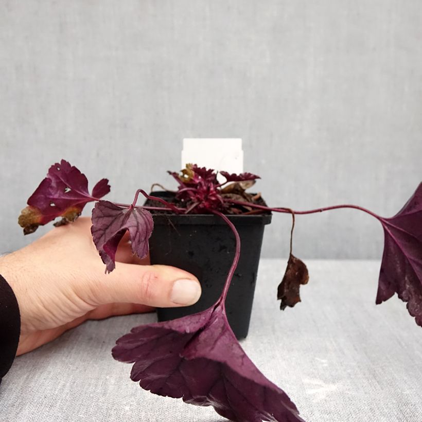 Exemplaar van Heuchera Dolce Wildberry - Purperklokje Kweekpotje van 8/9 cm zoals geleverd in de herfst