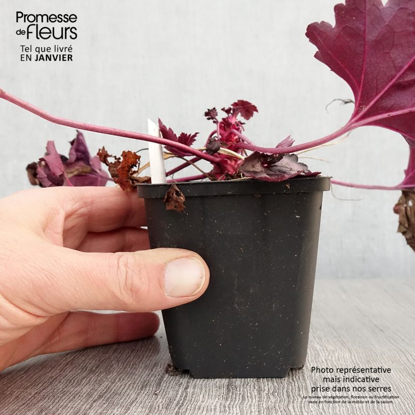 Exemplaar van Heuchère - Heuchera Wildberry Godet de 8/9 cm zoals geleverd in de winter